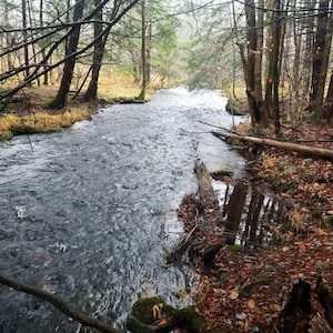 Work remotely in fresh mountain air! Pet friendly! 