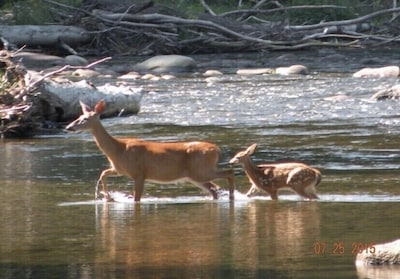 Work remotely in fresh mountain air! Pet friendly! 