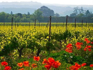 Vines and Poppies