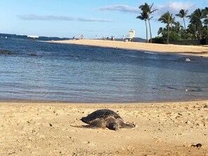 Say HI to the sea turtles and monk seals at Poipu beach after your morning stroll.