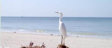 Make time for Egrets while on Marco