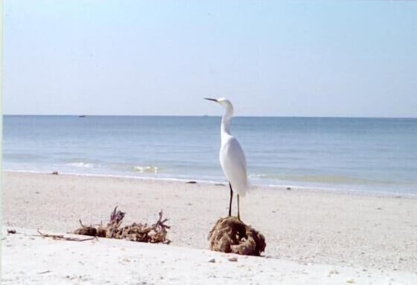 Make time for Egrets while on Marco