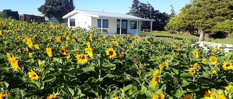 cottage with sunflowers next door