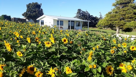 cottage with sunflowers next door