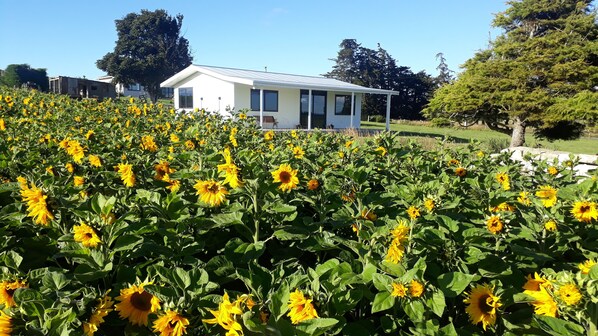 cottage with sunflowers next door