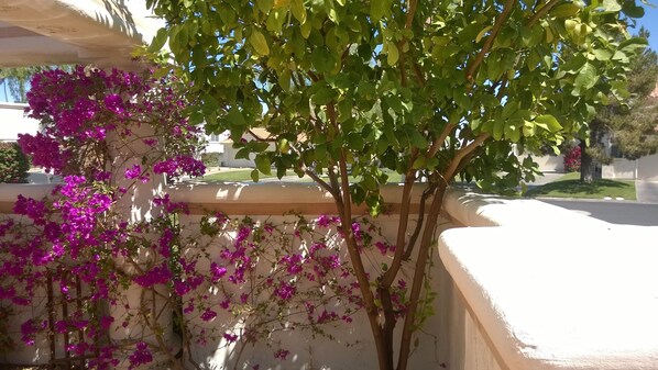 Beautiful lemon tree in gated front court yard