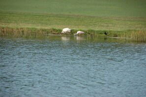 Sit on patio and enjoy the exotic water birds.