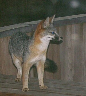 Fox on Deck