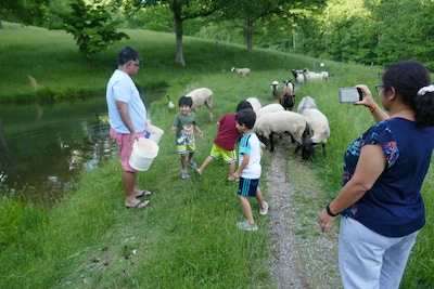 Entire house on a remote sheep farm that is safe and clean.  Tended for 45 years