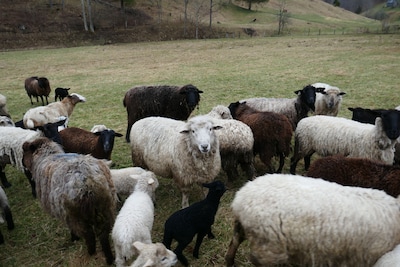 Entire house on a remote sheep farm that is safe and clean.  Tended for 45 years