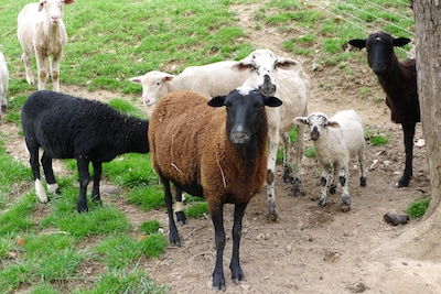 Entire house on a remote sheep farm that is safe and clean.  Tended for 45 years