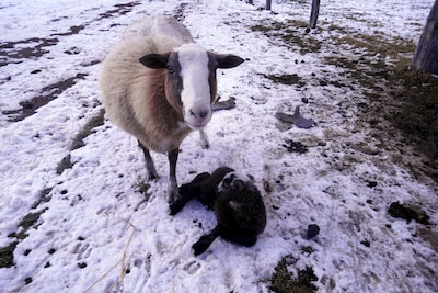 Entire house on a remote sheep farm that is safe and clean.  Tended for 45 years