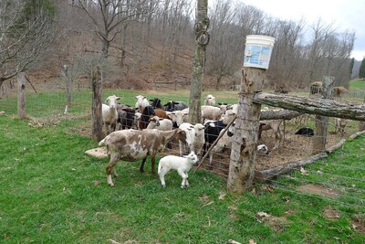 Entire house on a remote sheep farm that is safe and clean.  Tended for 45 years