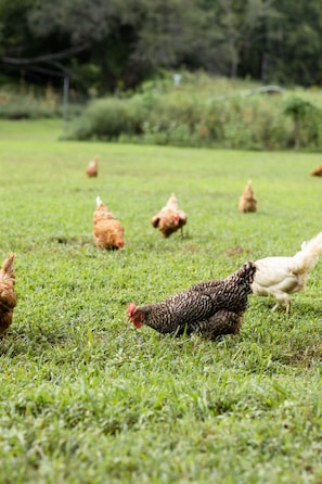 Watch the farm chickens free-ranging from the back porch!