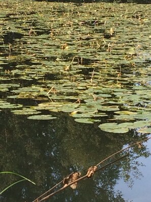 Oklassificerad bild, 5 av 15, knapp