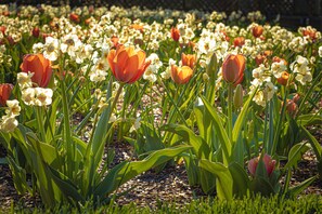 Spring in the ancient Blue Ridge Mountains.