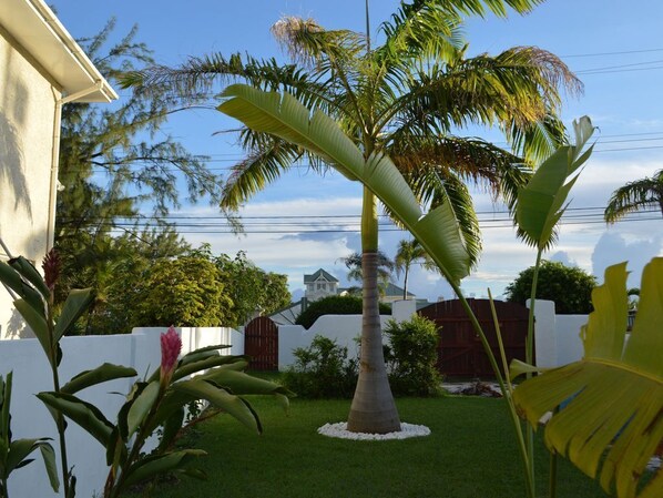 Tropical Gecko Studio