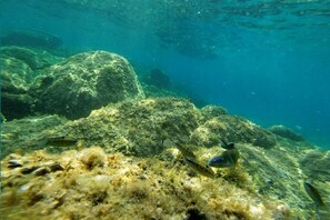 Unclassified image, 3 of 47, button