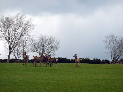 Cullintra House - country escape CHRISTMAS AND NEW YEAR AVAILABLE !