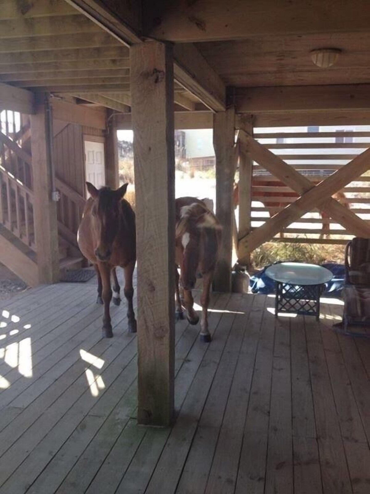 Lightly Salted OBX, Beach front Luxury, Wild Horses, Pool, Hot Tub, 4×4 Beach