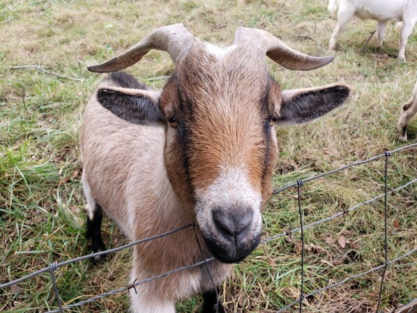 Dwight, our pigmy goat, lives across the street 