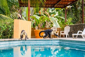 Pool Monkeys