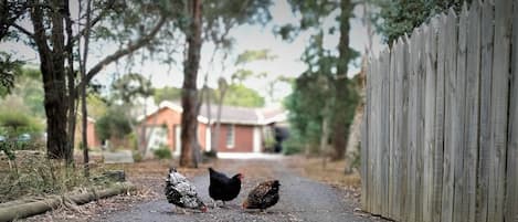 The welcoming committee at the South Gate, Onyx, Snowflake and Garnet.