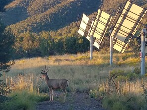 Morning View / Solar Property