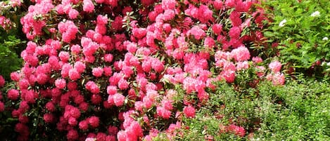 View from your window. Rhododendron (height of small tree) blooms in May.