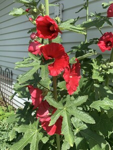 Quiet country  farm stay