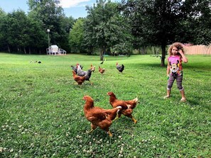 Free range chickens and ducks