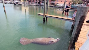 Manatees sometimes visit our boat slips.