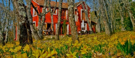 Vistas desde el cenador a la casa con los narcisos en flor