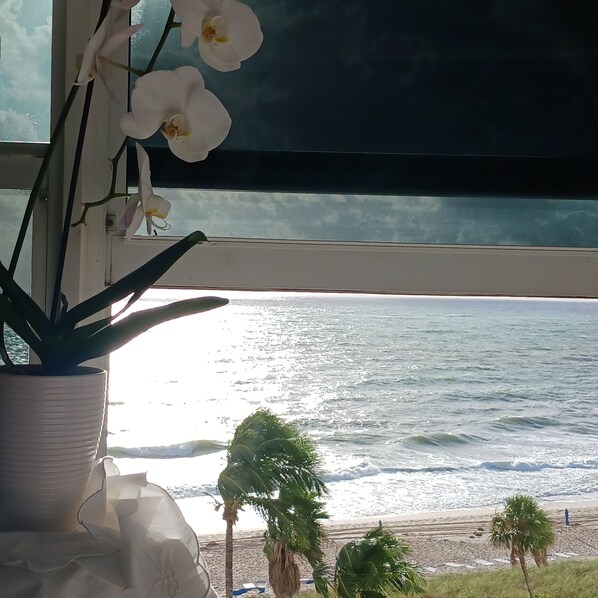 View from the window direct to Ocean