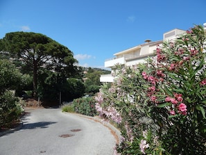 Pflanze, Blume, Gebäude, Himmel, Pflanzengemeinschaft, Wolke, Haus, Baum, Blütenblatt, Gehölz