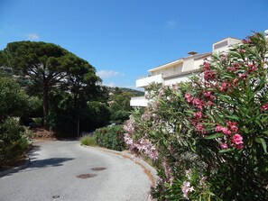 Plante, Fleur, Bâtiment, Ciel, Communauté Des Plantes, Nuage, Maison, Arbre, Pétale, Suppression Des Plantes Ligneuses