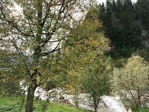 Pflanze, Natürliche Landschaft, Baum, Ast, Zweig, Kofferraum, Gehölz, Gras, Laub, Tönungen Und Schatten