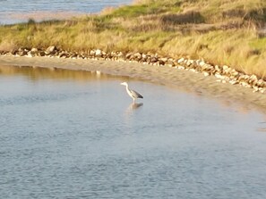 Wasser, Wasservorräte, Wirbeltier, Wasserlauf, Bank, See