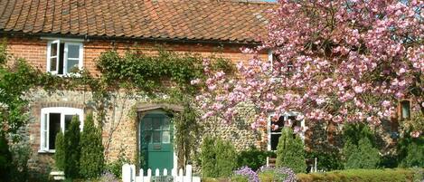 Cherry Tree Front View