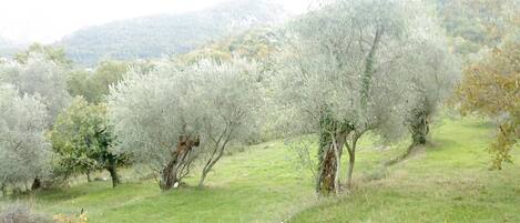 Jardines del alojamiento