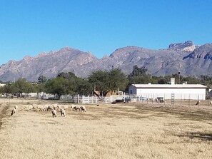 Mountain views from front yard