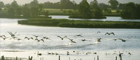 Pitt Town Lagoon bird sanctuary