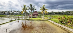 View of the villa surrounded by paddy fields