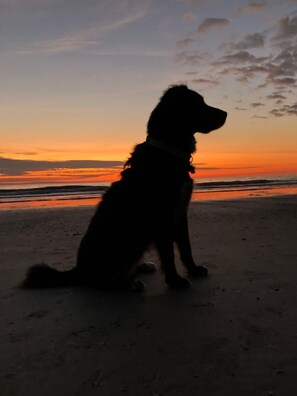 Jib, enjoying a coastal South Carolina sunrise. 