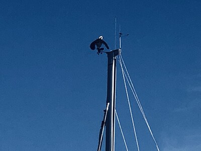 "Last Mango" Sailboat HHI