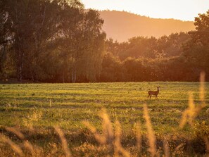 Gras, Natur, Wiese, Natürliche Landschaft, Ökoregion, Einfach, Sommer, Sonnenaufgang, Landschaft, Sonnenlicht