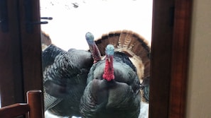 Thanksgiving guests.