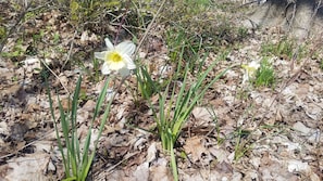 daffodils March/April