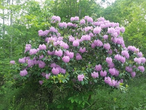 rhododendron May/June