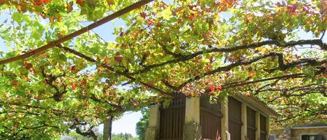 Plant, Property, Sky, Branch, Botany, Twig, Window, Vegetation, Biome, Tree